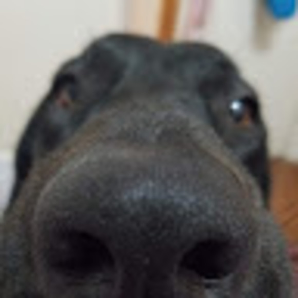 ahui_